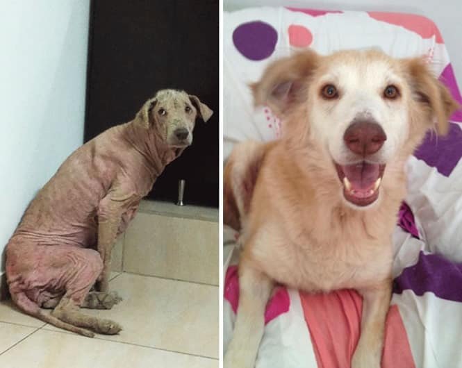 20 imagens inacreditáveis de cães antes e depois de serem resgatados