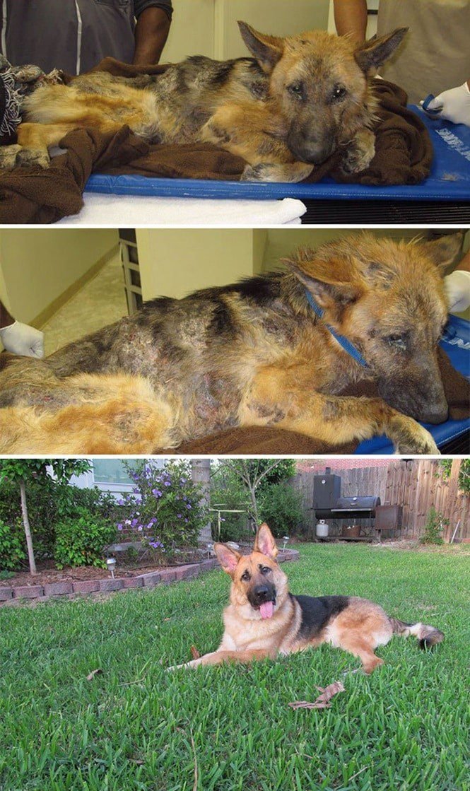 20 imagens inacreditáveis de cães antes e depois de serem resgatados