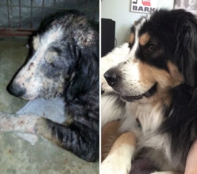 20 imagens inacreditáveis de cães antes e depois de serem resgatados