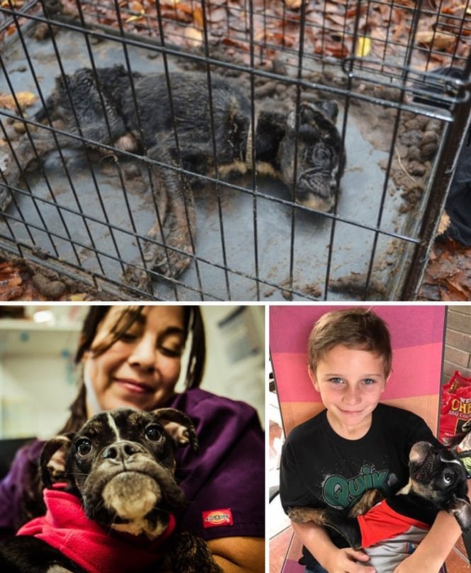 20 imagens inacreditáveis de cães antes e depois de serem resgatados