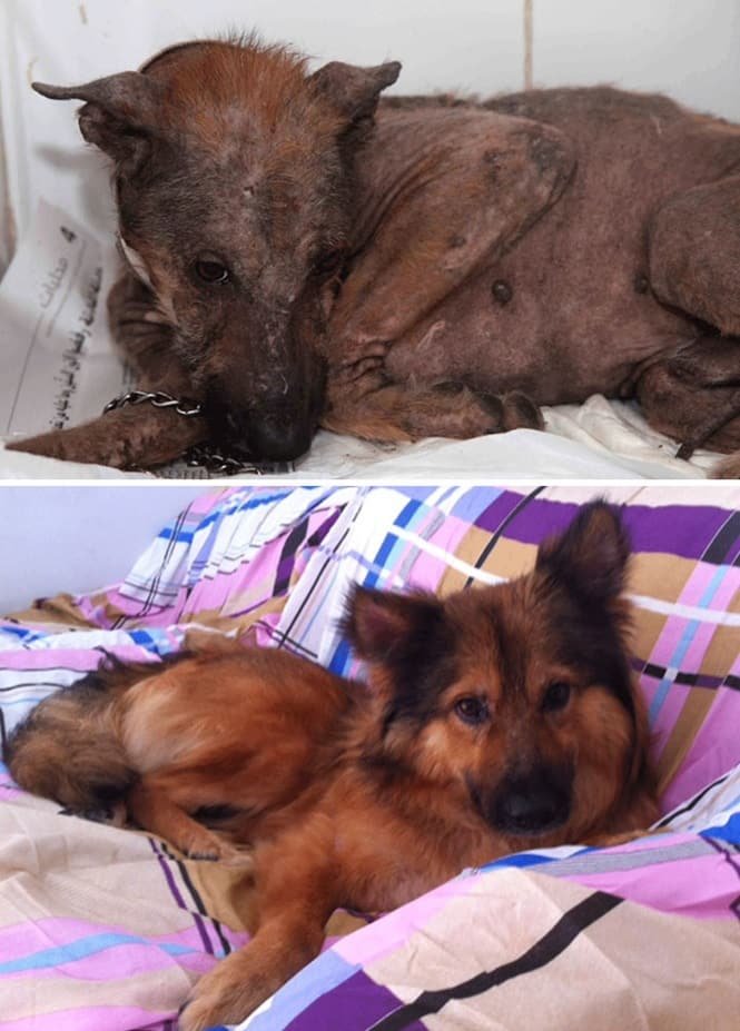 20 imagens inacreditáveis de cães antes e depois de serem resgatados