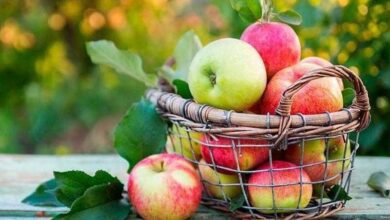 Os benefícios de comer uma maçã por dia