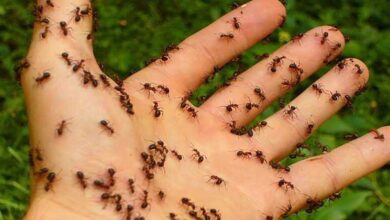 Mistura caseira para eliminar formigas de uma vez por todas