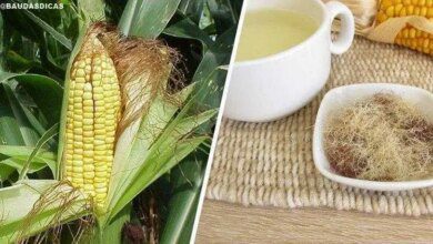 Conheça os benefícios do cabelo de milho