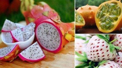 15 frutas diferentes que você talvez nunca tenha visto