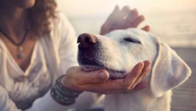 Se você conversa com o seu cão ou suas plantas, isto é o que a ciência diz sobre você