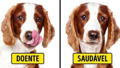 5 Sinais que indicam que seu pet precisa visitar o veterinário