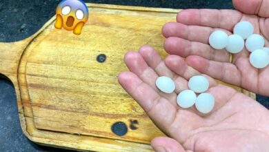 dica de como espantar moscas e baratas