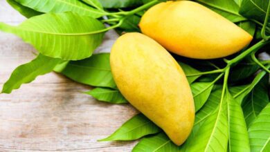 Folha de manga controla a diabetes, gota e pressão arterial: Veja os 20 benefícios