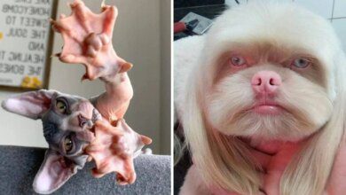 18 vezes que a natureza decidiu usar os animais para nos surpreender de modo bizarro