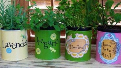 Faça Em Casa Sua Hortinha De Temperos Artesanal