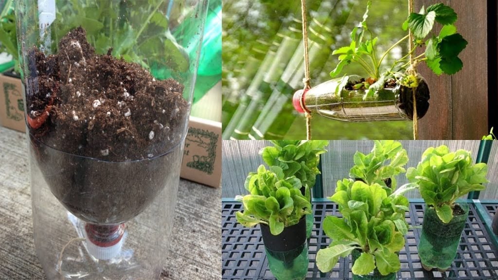 12 alimentos para plantar facilmente em sua horta de garrafas