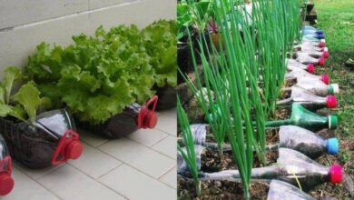 12 Alimentos Para Plantar Facilmente Em Sua Horta De Garrafas PET
