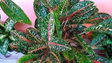 2 Espécies de Plantas Para Colorir Jardim