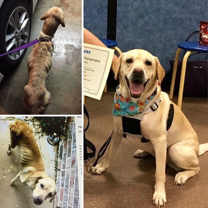 20 imagens inacreditáveis de cães antes e depois de serem resgatados