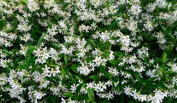 5 plantas que são ótimas para ter no quarto e ajudam a pegar sono