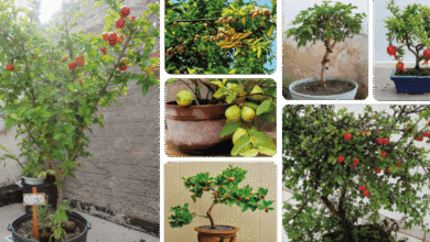 Plantas fáceis de cultivar em vaso