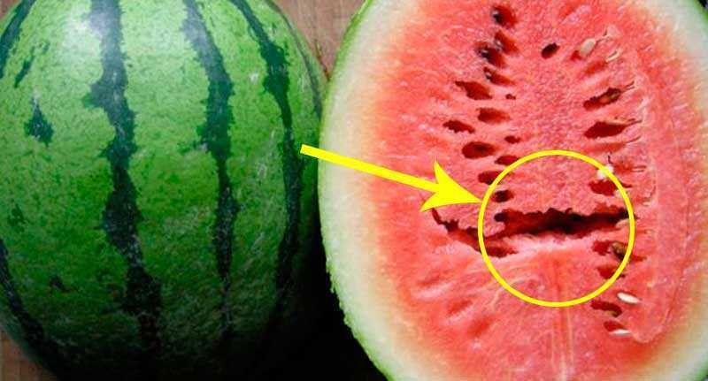 ATENÇÃO: Se você encontrar essas rachaduras na melancia. NÃO COMA
