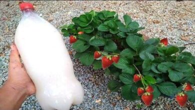 Adubo Orgânico Natural que faz sua Planta Desenvolver Rápido