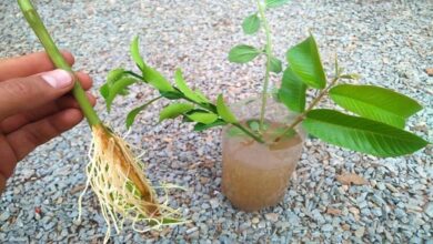 Aprenda Enraizar Qualquer Galho | Bau das DICAS