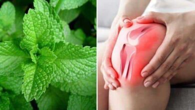 Aprenda a se beneficiar da hortelã para recuperar as cartilagens e evitar dores