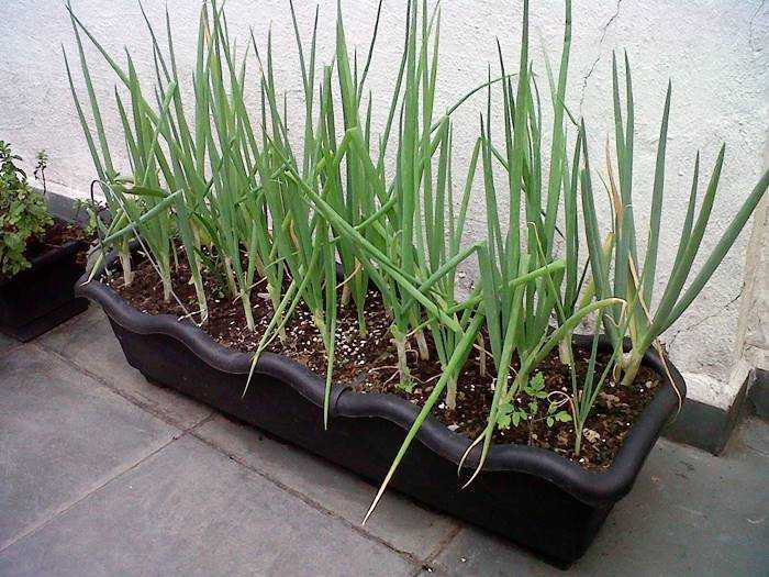 como-plantar-cebolinha