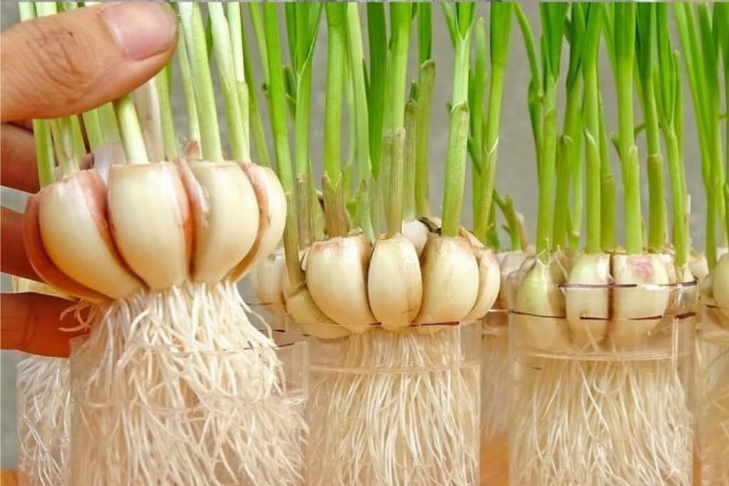 Aprendi a plantar alho em casa e agora não compro mais, É MUITO FÁCIL