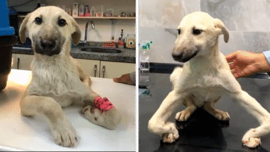 Cachorrinho com as pernas tortas que vagava pelas ruas finalmente é resgatado