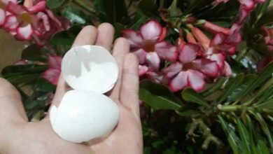Casca de Ovos Como Adubo Para Plantas