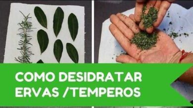 Como Desidratar Ervas e Temperos