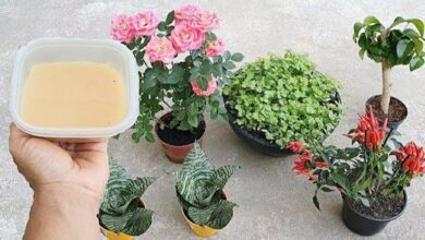 Como Enraizar Sua Planta Sem Gastar Nada