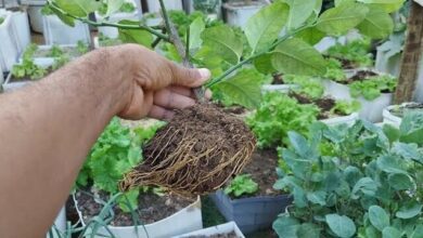 Como Fazer Muda de Limão Taiti que Produz a Partir de Dois Meses