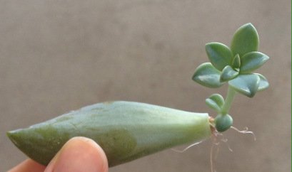 como fazer mudas suculentas 1 como fazer mudas suculentas 1