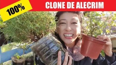 Como Fazer Mudas e Poda de Alecrim com 100% de Sucesso