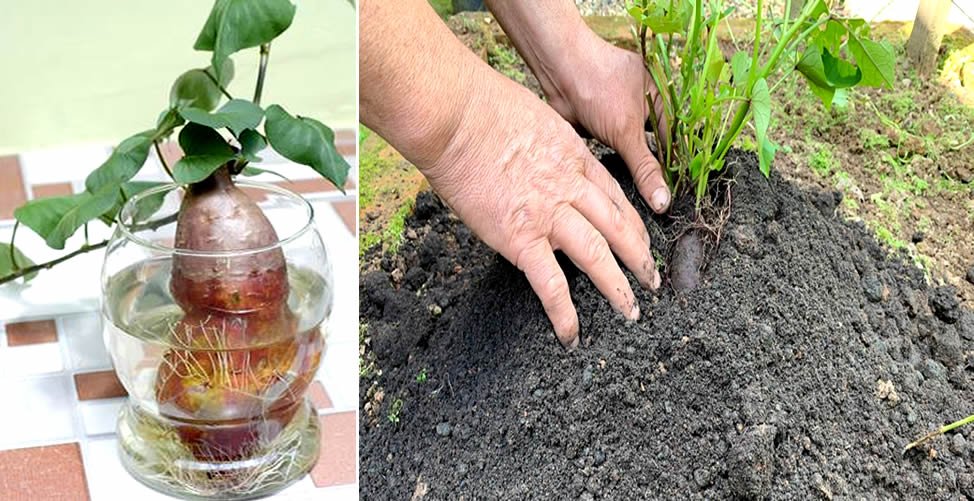 Como Plantar Batata Doce - Geminação Como Plantar Batata Doce - Geminação