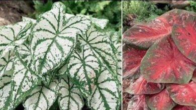 Como Plantar Caladium, Tinhorão e Mantê-lo Sempre Lindo