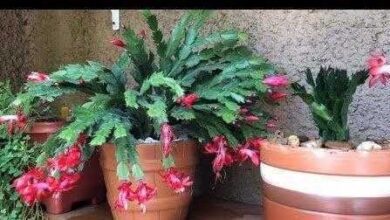 Como cuidar e plantar flor de maio