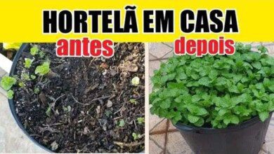 Como cultivar HORTELÃ em casa e deixar BEM CHEIA