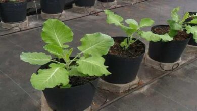 Como cultivar couves em vasos