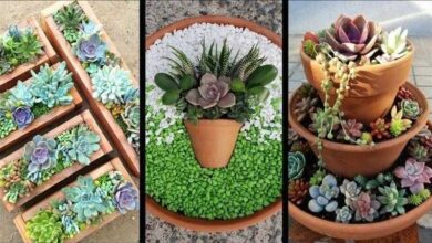 Como cultivar suculentas | Bau das DICAS