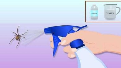 Como eliminar insetos da sua casa em apenas 1 hora