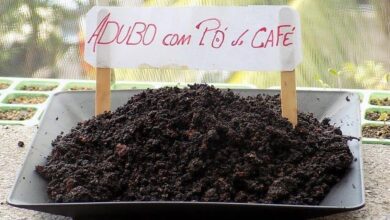 Como fazer adubo com pó de café usado