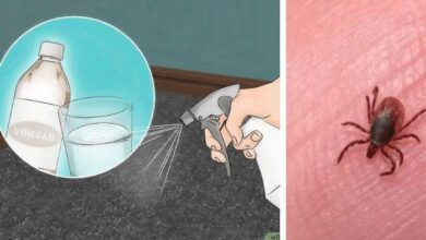 Como fazer receita caseira para pulgas e carrapatos; saiba agora