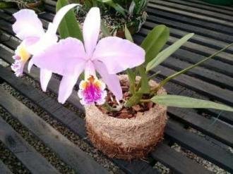 Como-plantar-orquídeas-em-xaxim