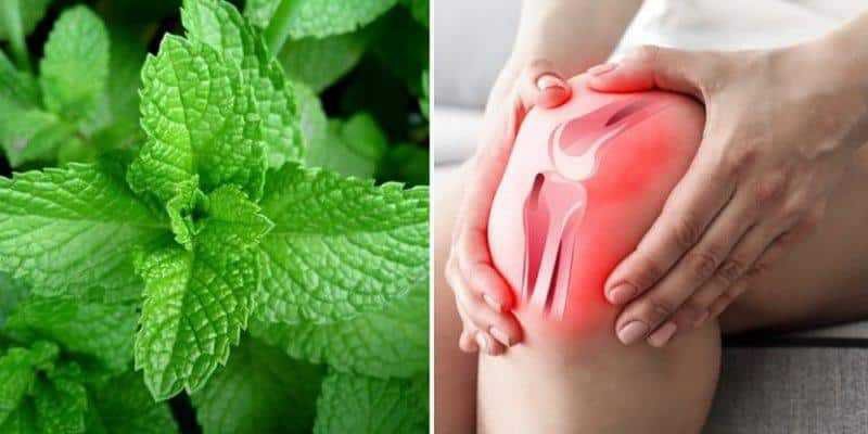 Como usar hortelã para recuperar as cartilagens e evitar dores