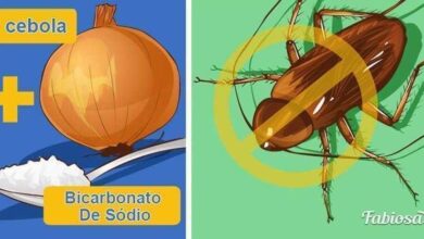 Diga adeus as baratas com esta simples receita caseira