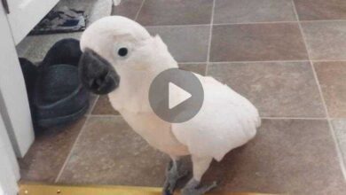 Esse papagaio está irritado com o gato. Tente ver isto sem se rir