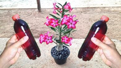 Faz florir em pouco tempo (qualquer planta sem gastar nada)