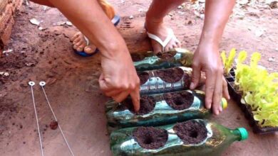 Horta Suspensa com Garrafa Pet