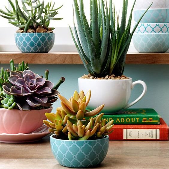 decoracao suculentas decoracao suculentas
